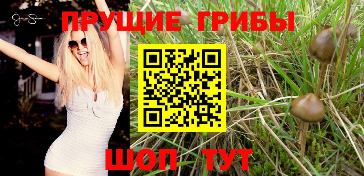Псилоцибиновые грибы Magic Shrooms Чернушка